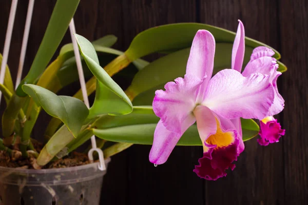 Fiore Rosso Tropicale Uno Sfondo Nero Vaso Fiori — Foto Stock