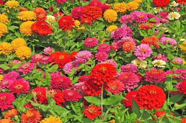 Garden Multicolored Gorgeous Flowers — Stock Photo, Image