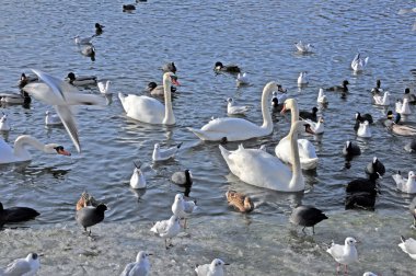 Vahşi uçan ve uçan kuşlar