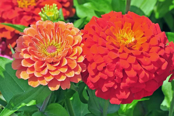 Garten Mit Bunten Prachtvollen Blumen — Stockfoto
