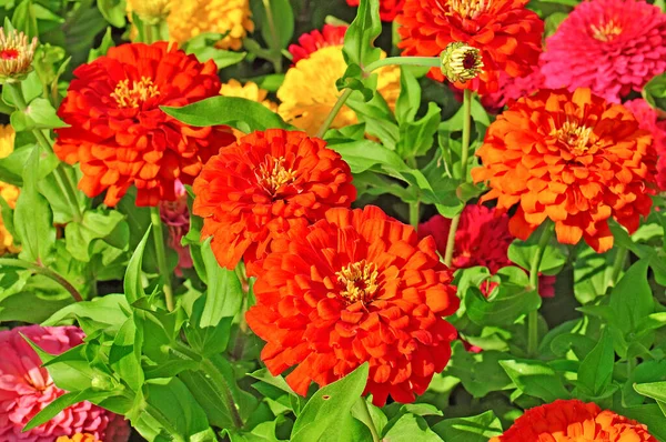 Tuin Met Veelkleurige Prachtige Bloemen — Stockfoto