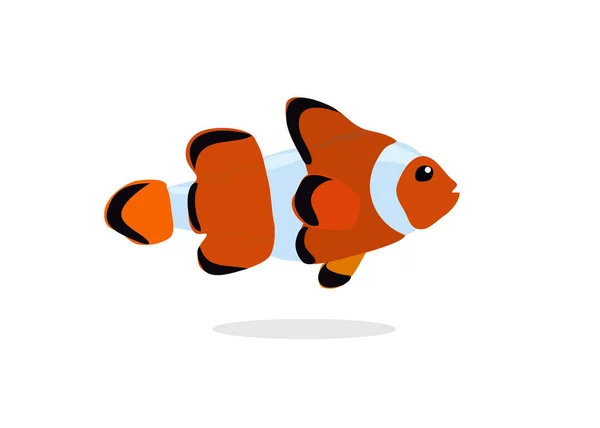 Niedliche Clownfische Auf Weißem Hintergrund Vektorillustration Von Rifffischen Clownfischen Oder — Stockvektor