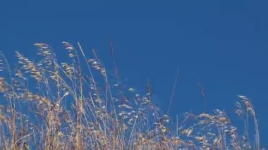 Rüzgardaki çimenler