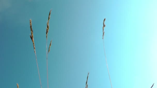 草の空を背景 — ストック動画