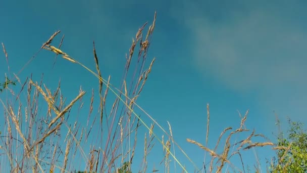 Hierba contra el cielo — Vídeo de stock