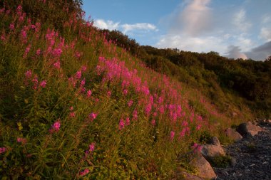 Çalılıkları söğüt-bitki bir yamaç.