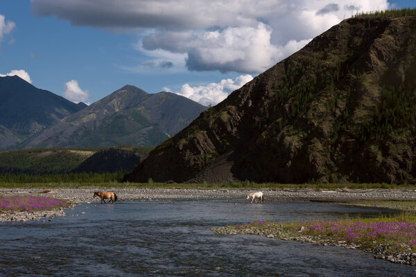 Блуждающие лошади через реку
.