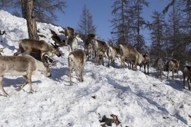 Karlı ormanda geyik sürüsü.