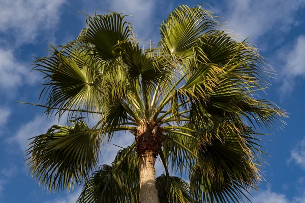 La paume de Crohn contre le ciel bleu . — Photo