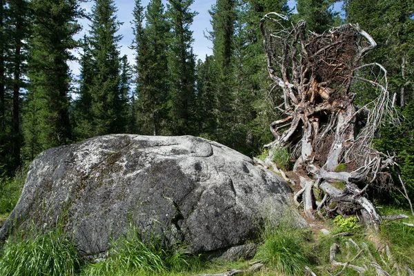 De wortels van een omgevallen boom op de kolf. — Stockfoto