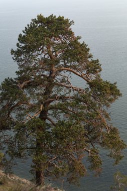 Melez (bitki) Gölü yüzeyi bir arka plan üzerinde.