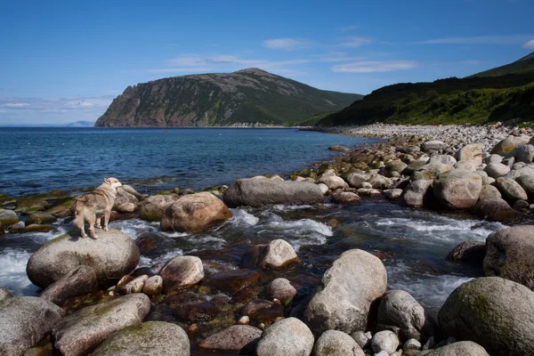 Река плывет в море, а собака на камне . — стоковое фото