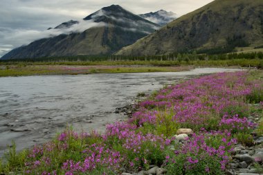 Thickets of willow-herb on the shore of a mountain river. clipart