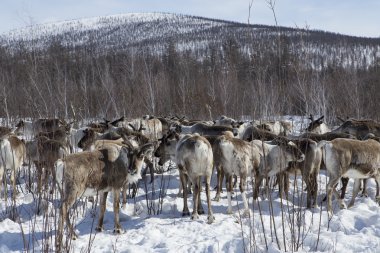 Ren geyiği, Bahar kar.