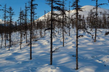 Tayga karla kaplı dağlara.