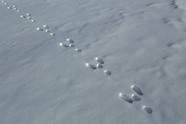 Hare tracks in the snow. — Stock Photo, Image