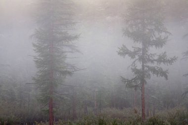 Melez (bitki) orman siste.