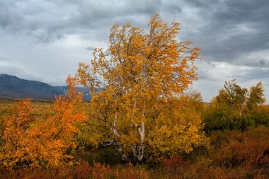 Bulutlu gökyüzü arka plan üzerinde sararmış huş ağacı.