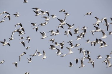 Uçan bir martı sürüsü.