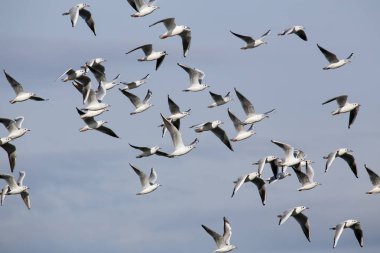Uçan bir martı sürüsü.