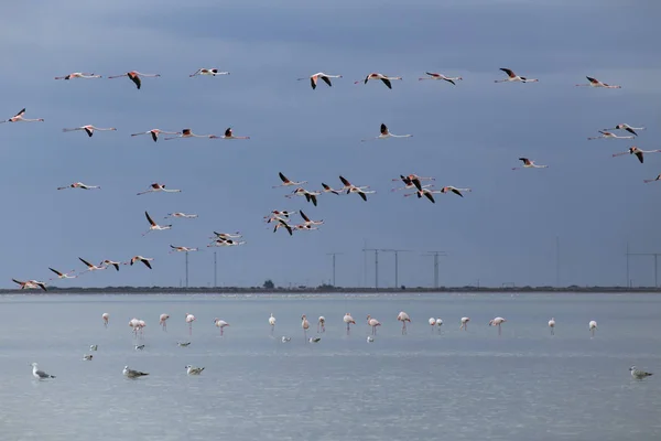 Flamingo in piedi nel lago e in volo . — Foto Stock