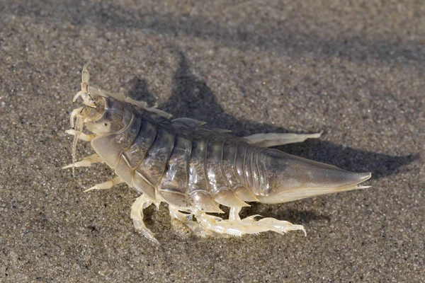 Saduria entomon på havet sanden. — Stockfoto