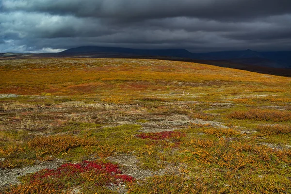 Brillantes colores otoñales en tundra de montaña . — Foto de Stock