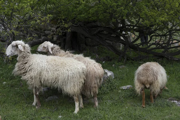 Grupo de ovelhas que pastam abaixo de uma árvore . — Fotografia de Stock