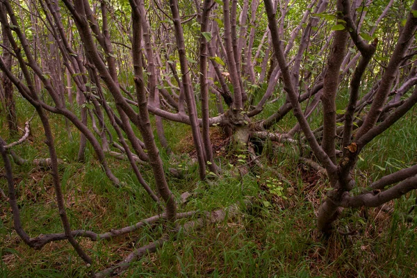 森の中でブラシ. — ストック写真