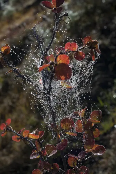 Dew on a spider web on the branch of a birch. — Stock Photo, Image