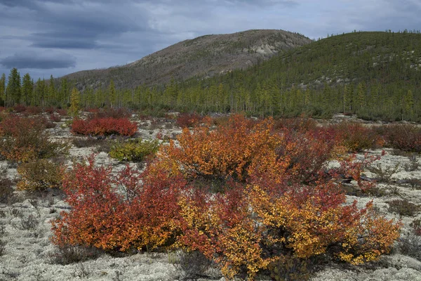 Red and yellow bushes of dwarf birch in autumn.
