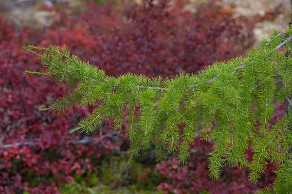 Green branch of a larch on a red background. — Stock Photo, Image