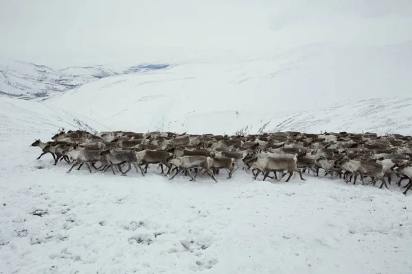 Karlı dağlarda geyik sürüsü