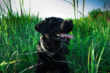 yeşil çim Siyah labrador geri almak