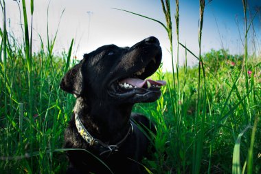 yeşil çim Siyah labrador geri almak