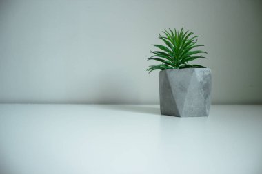 Çiçekler beyaz zemin üzerine beton bir tencerede