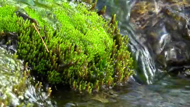 Cascada de agua dulce pura en el bosque de otoño, UltraHd 4k, en tiempo real — Vídeo de stock