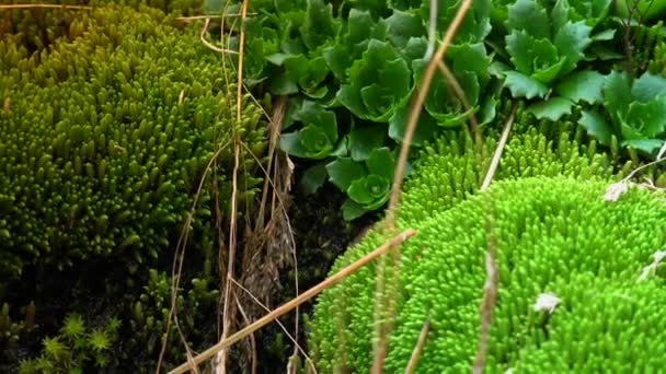 Cascade d'eau douce pure en forêt d'automne, UltraHd 4k, en temps réel 