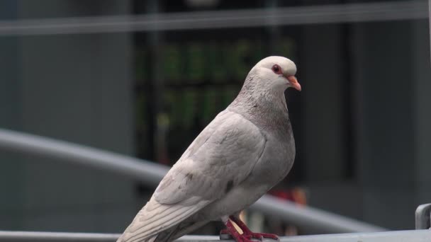 New York City - Mayıs: Yayalar ve New York, Ny Times Square'de trafikte. Times Meydanı dünyanın en popüler konumlar yaklaşık 40 milyon ziyaretçi ile her yıl biridir. — Stok video