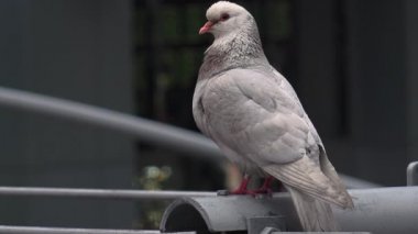 New York City - Mayıs: Yayalar ve New York, Ny Times Square'de trafikte. Times Meydanı dünyanın en popüler konumlar yaklaşık 40 milyon ziyaretçi ile her yıl biridir.