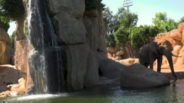 Bir sıcak yaz günü, sosyalleşmek çalışırken, ultra hd 4k, gerçek zamanlı çöl filleri grup