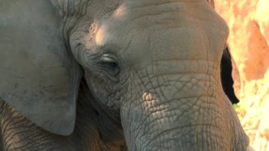 Bir sıcak yaz günü, sosyalleşmek çalışırken, ultra hd 4k, gerçek zamanlı çöl filleri grup