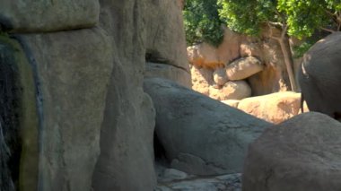 Bir sıcak yaz günü, sosyalleşmek çalışırken, ultra hd 4k, gerçek zamanlı çöl filleri grup