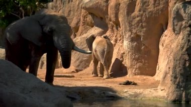 Bir sıcak yaz günü, sosyalleşmek çalışırken, ultra hd 4k, gerçek zamanlı çöl filleri grup