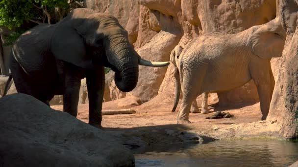夏の暑い日、社交的にしようと、ウルトラ hd 4 k、実質の時間の砂漠の象のグループ — ストック動画