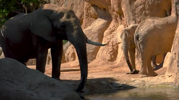 Группа пустынных слонов в жаркий летний день, пытаясь общаться, Ultra hd 4k, в реальном времени — стоковое видео