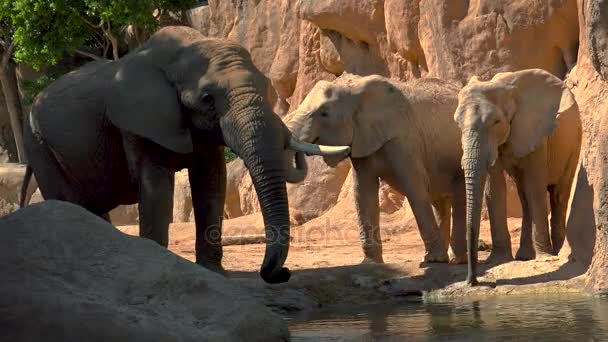 Gruppe von Wüstenelefanten an einem heißen Sommertag, versuchen, Kontakte zu knüpfen, ultra hd 4k, Echtzeit — Stockvideo