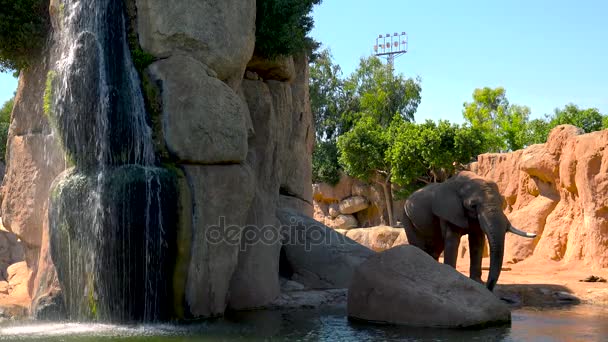 Grupo de elefantes do deserto em um dia quente de verão, tentando socializar, Ultra hd 4k, em tempo real — Vídeo de Stock