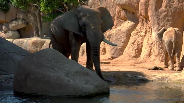 Groep van woestijn olifanten op een warme zomerdag proberen te socialiseren, ultra hd 4k, real-time — Stockvideo