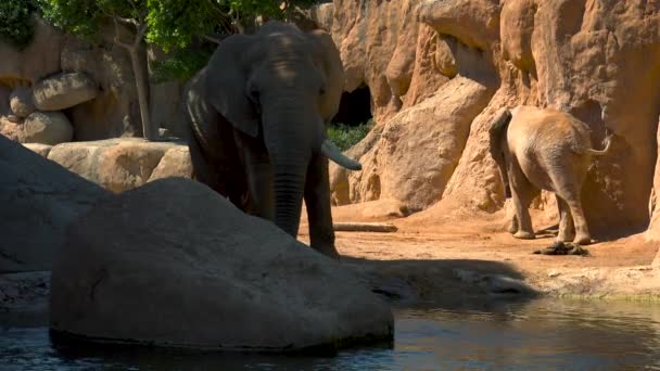 Group of desert elephants on a hot summer day, trying to socialize, ultra hd 4k, real time — Stock Video